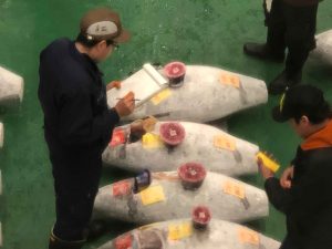 toyosu tuna auction